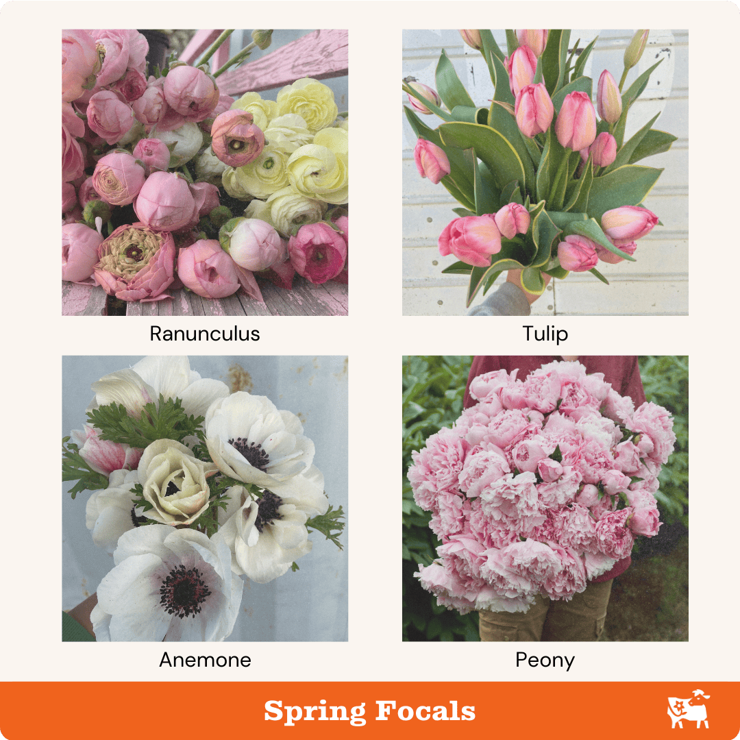 Focals_Spring.png